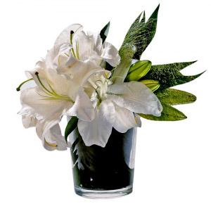 Esplendor Branco III